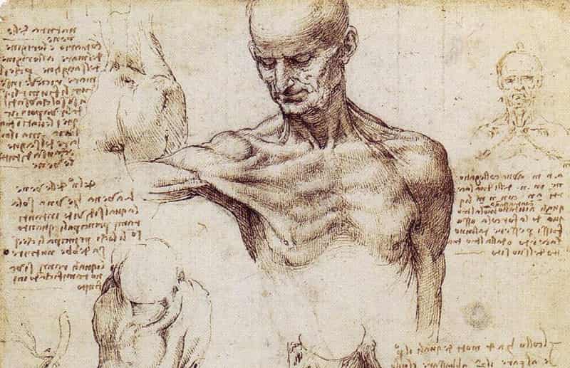 Studi Anatomici di Leonardo Da Vinci, 1510