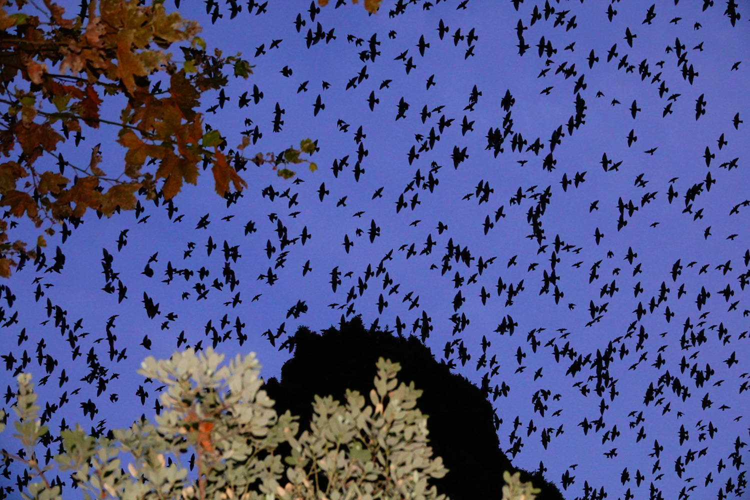 Murmurations, Sasha Elage