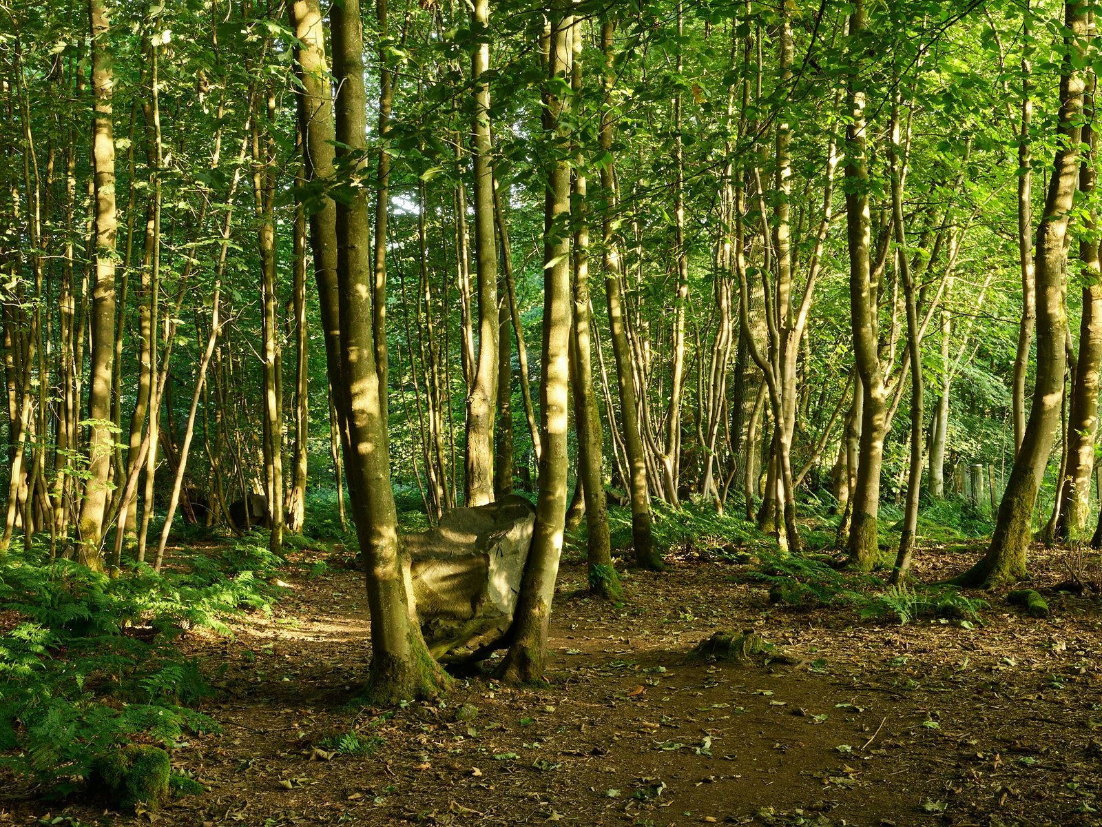 Andy Goldsworthy, Stone in Coppice, 2009, photograph by Allan Pollok Morris, courtesy of Jupiter Artland