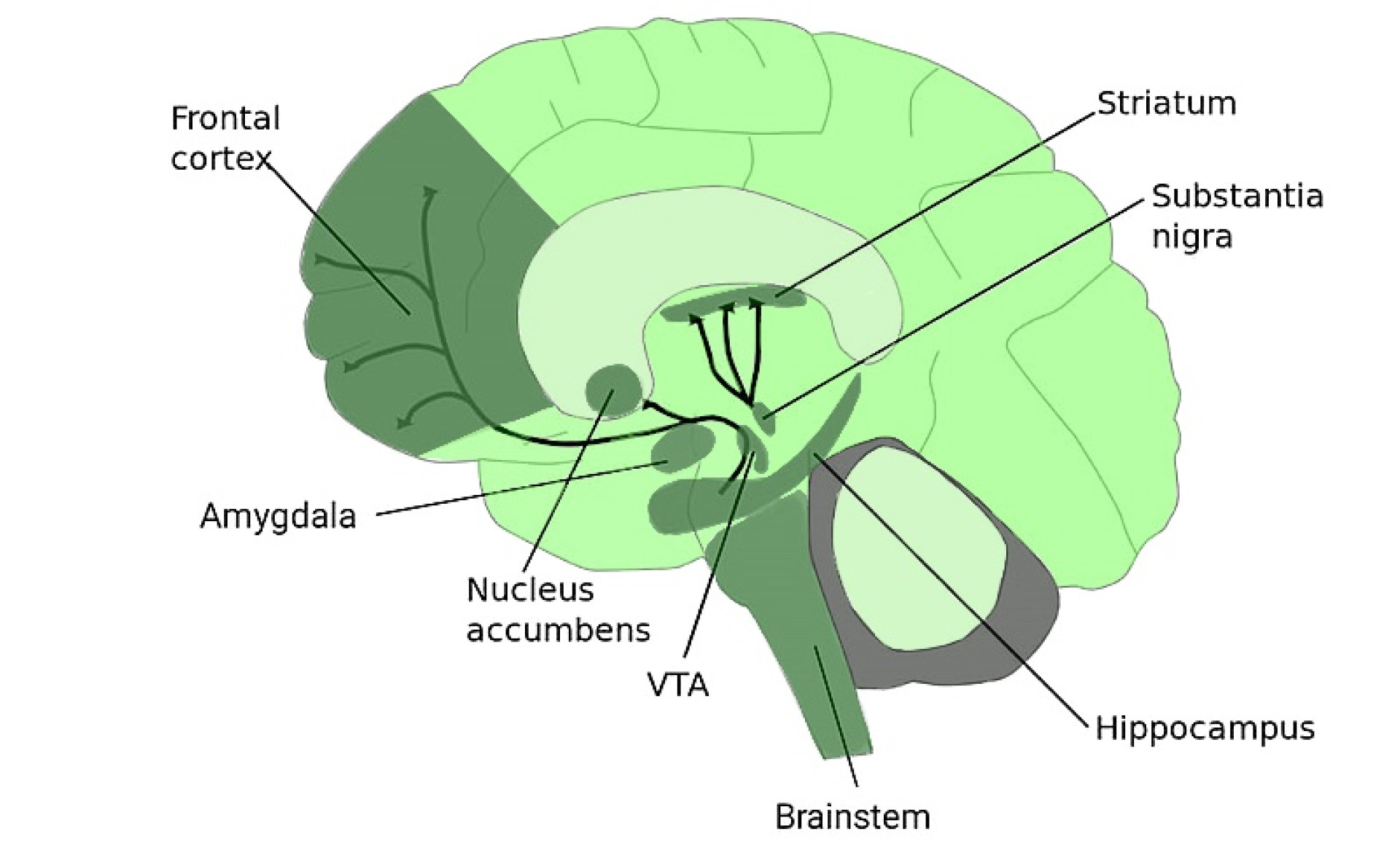Dopaminergic circuit